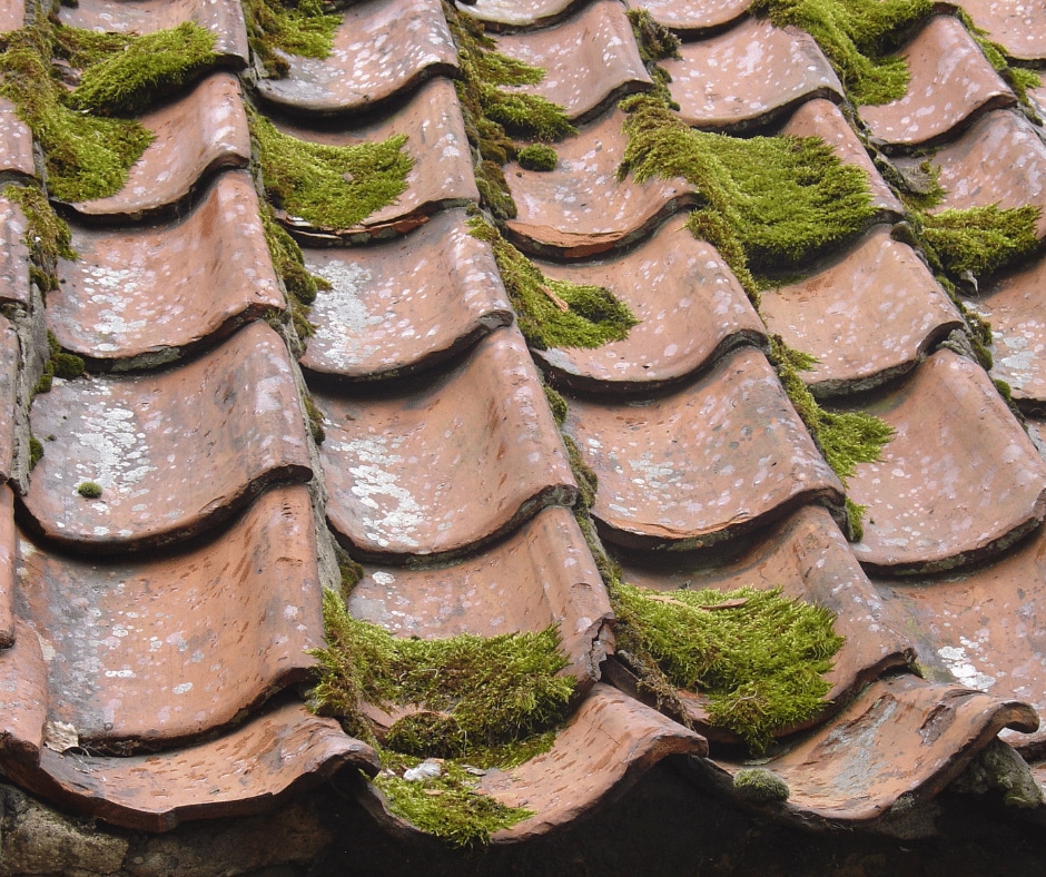 A moss-covered unkempt roof representing the importance of a roof inspection
